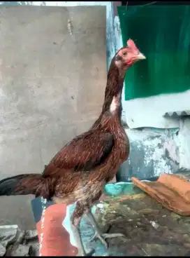 Ayam betina pama