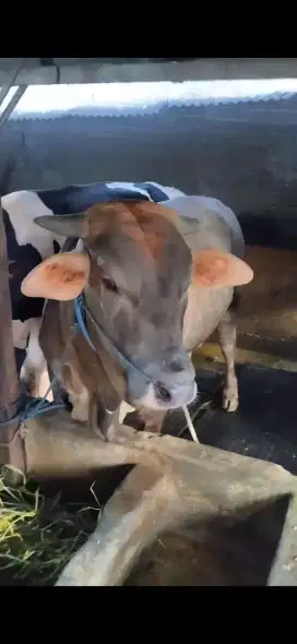 sapi qurban murah dan free ongkir