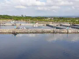 DIJUAL TAMBAK UDANG DI KERTOSARI BANYUWANGI TAMBAK UDANG MASIH AKTIF