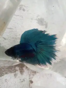 Ikan Cupang HM big ear size M