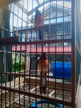 Burung Murai Pasangan Betina Medan Jantan Balak