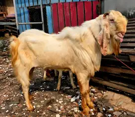 Kambing Kurban dan Aqiqah