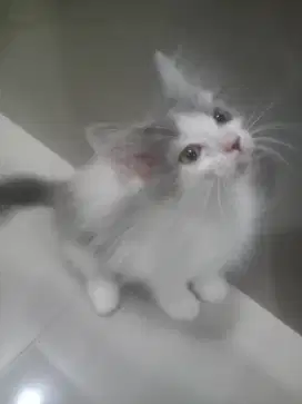 Anak kucing Persia medium
