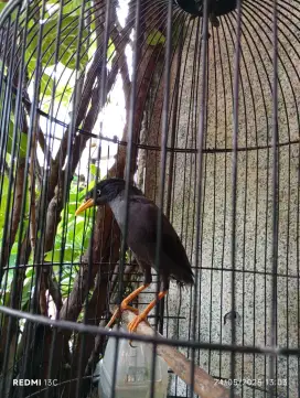 jalak kebo mata putih