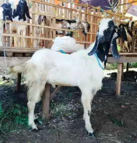 Kambing untuk qurban