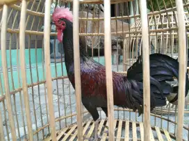 Bekisar merah hitam