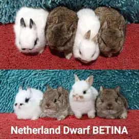 Anakan kelinci ND/Netherland Dwarf 2 bulan murah