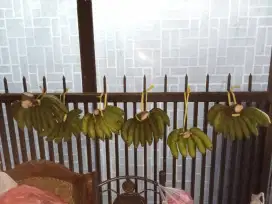 jual pisang susu masak pohon , enak dan berkualitas