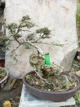 Bonsai Ulmus Mikro on the rock