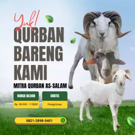 Jual Domba Qurban Termurah