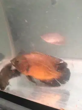 ikan oscar paris tembaga