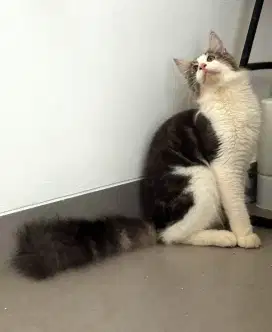 MAINE COON JANTAN
