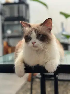 Ragdoll Betina provent