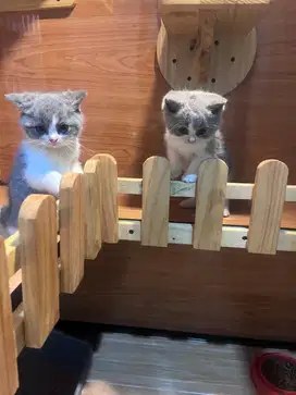 Anak Kucing Kitten British Shorthair BSH Bicolor Blue