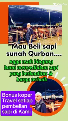Sapi Sunah Qurban 2025