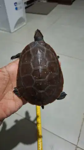 kura air damer dada merah pedas jantan birahi