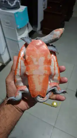 kura air damer dada merah pedassss