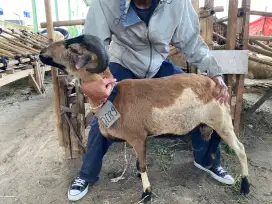 Jual Domba Untuk Qurban Harga Mulai 3 jt an
