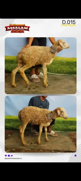 Jual domba qurban murah 2 jtan