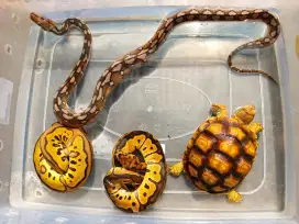 Reptil ular kura kura darat