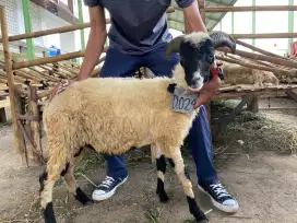 Jual Hewan Qurban Domba Mulai 2jt an