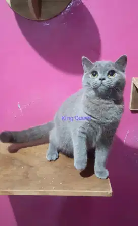 British Shorthair Blue Solid Betina 7 bulan Parent Pedigree