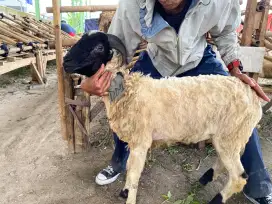 Jual Hewan Qurban Domba harga mulai 2jt an
