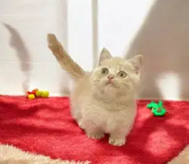 Munchkin x british shorthair nonped
