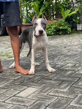 Pitbull bluewhite (bigsize)