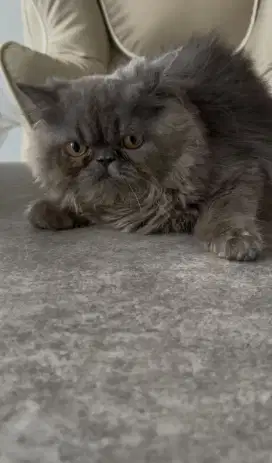 kucing peaknose longhair jantan 5 bulan