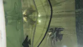 AROWANA RED BANJAR CERTIFICATE