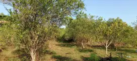 Dijual Tanah tanpa perantara