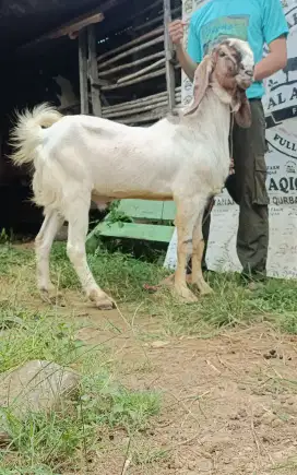 kambing jantan gagah