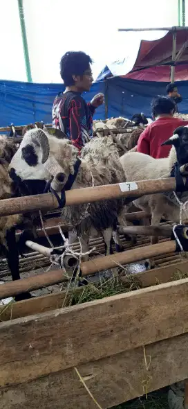 DEPOT HEWAN QURBAN BANDUNG
