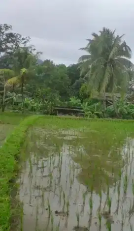 jual sawah luas 4030 meter