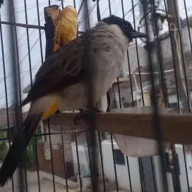 Kutilang Jantan Fighter Gacor