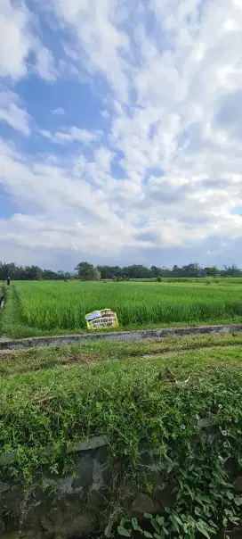 Tanah Sawah Produktif Ngijo Karangploso
