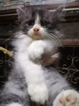 Kitten Persia Jantan warna hitam putih, usia 3 bulan