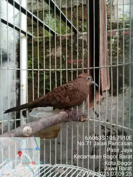 Perkutut Cemani Katuranggan Kalung Tepung