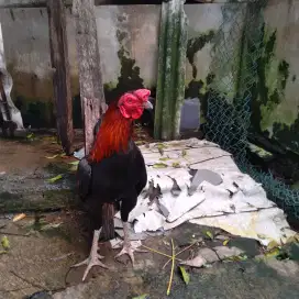 Jual Ayam Bangkok