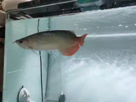 Ikan Arwana Super Red 25 cm