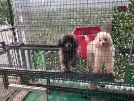 ANJING POODEL INDUK JANTAN DAN BETINA 1 TAHUN ANAK 2 EKOR 3 MINGGU
