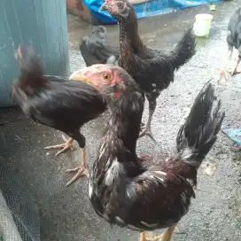 Ayam kampung muda