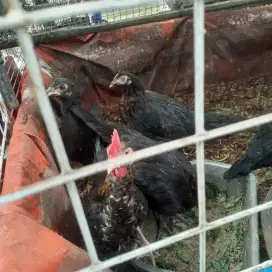 Ayam kampung 3 bulan