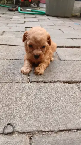 ANJING TOY POODLE JANTAN