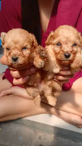JANTAN ANJING POODLE TINY TOY
