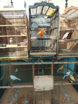 Jual burung kenari