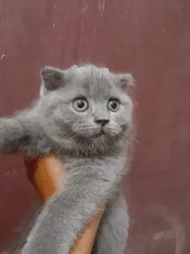 BSH jantan 3 bln