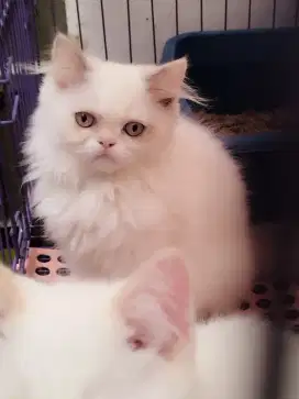 KUCING PERSIA FLATNOSE SUPER
