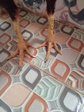 Ayam Bangkok ukur 5,5 -6